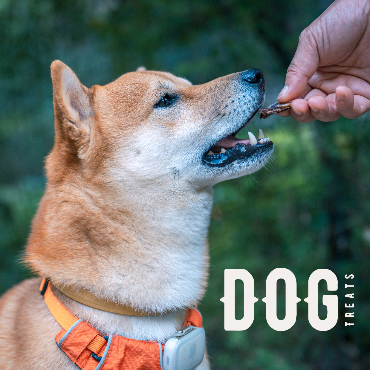 Dog Treats