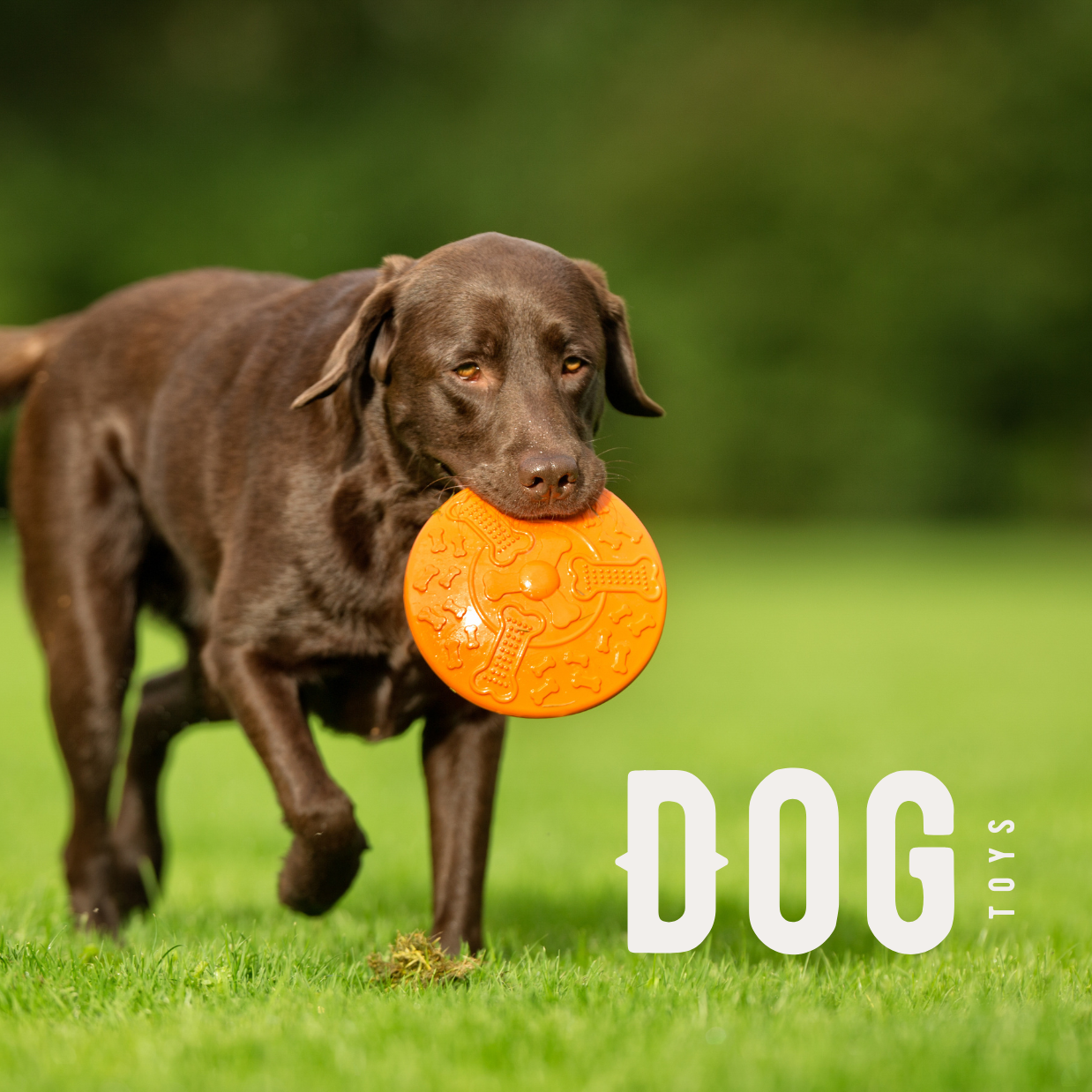 Dog Toys