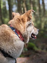 ⛰️ Handcrafted Sunrise Peaks Dog Collar 🐾