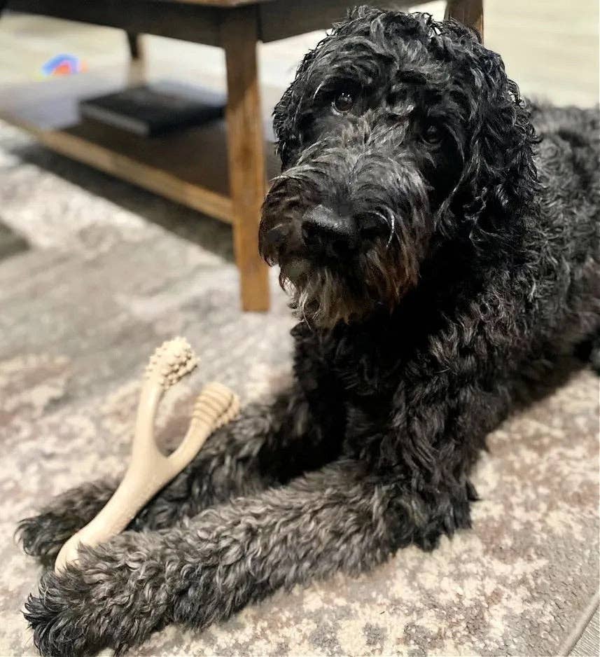 🦴💛 BetterBone SOFT – Gentle Chewing, Naturally Safer