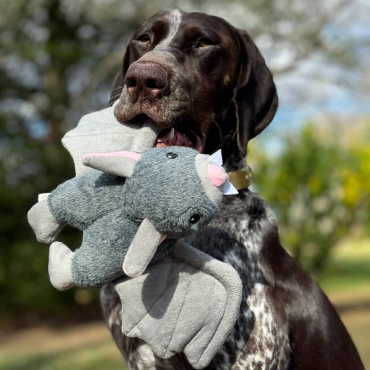 Fling and Fetch Toy for Dogs