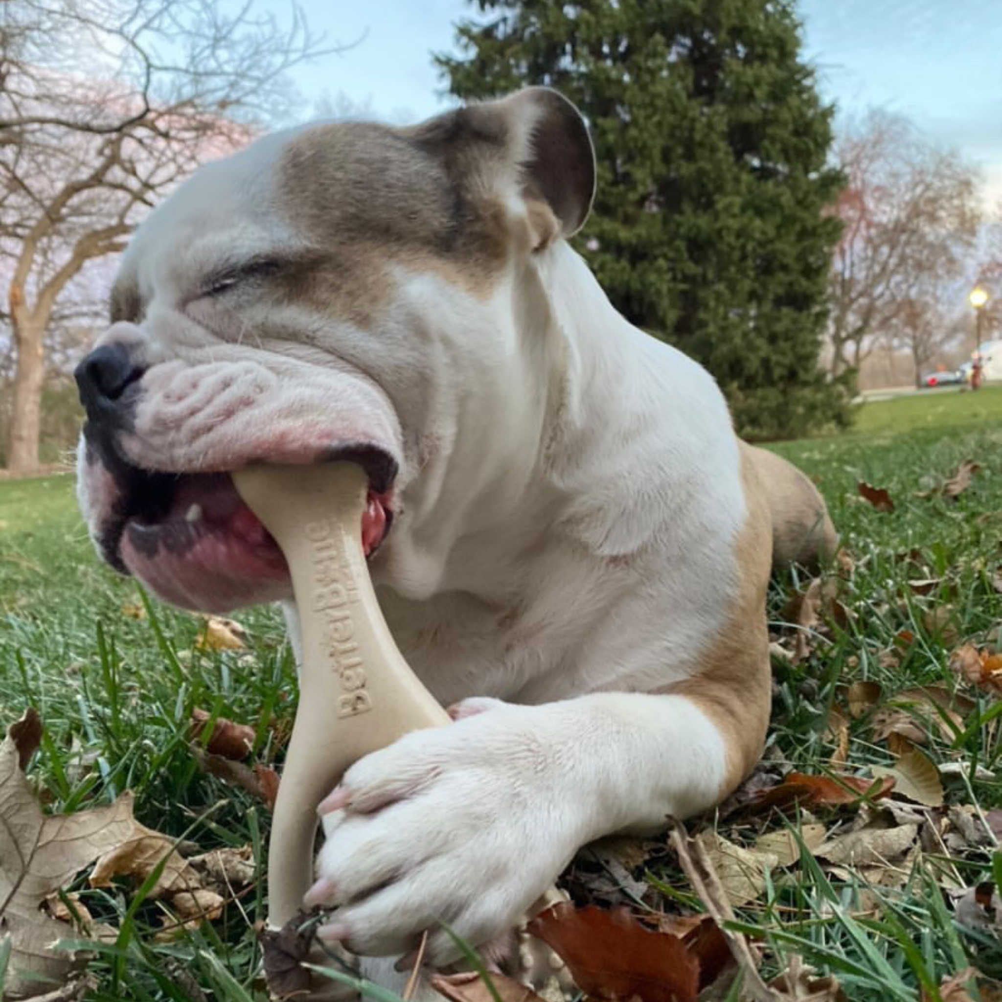 🦴💛 BetterBone SOFT – Gentle Chewing, Naturally Safer