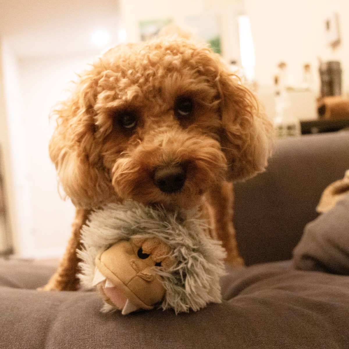 2-in-1 Fetch Ball Dog Toy