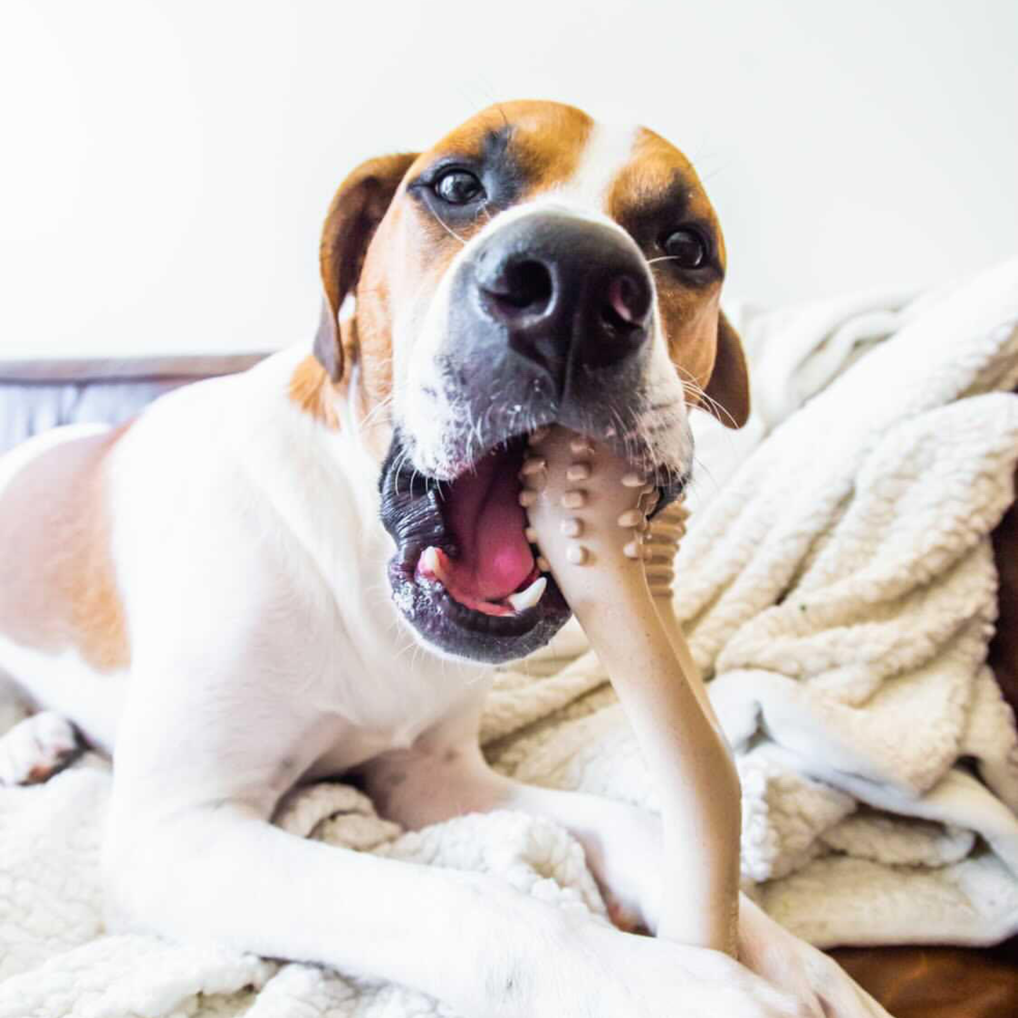 🦴💛 BetterBone SOFT – Gentle Chewing, Naturally Safer